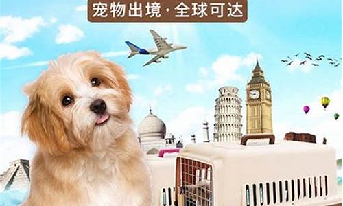 宠物托运平台一般多少钱(托运小猫用什么物流便宜)_https://www.wanyuyiyao.com_创业板_第1张