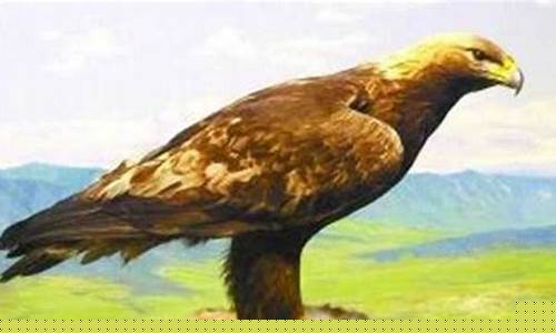 金雕财经直播间(金雕是什么意思)_https://www.wanyuyiyao.com_创业板_第1张