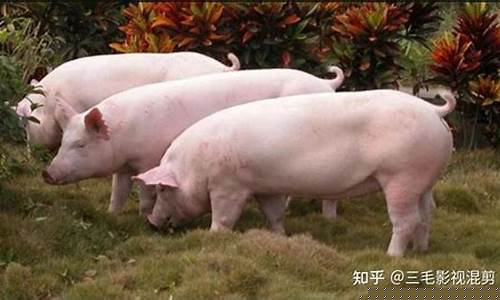 猪肉多少钱一斤2021市场价(猪肉多少钱一斤现在市场价2021)_https://www.wanyuyiyao.com_北交所_第1张