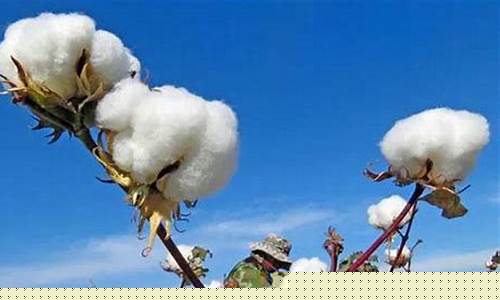 棉花期货直播回放(棉花期货活跃度)_https://www.wanyuyiyao.com_北交所_第1张