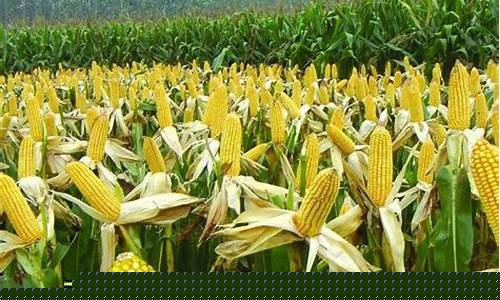 玉米期货在哪里做直播(玉米期货多少钱一手)_创业板_第1张_财经网 玉米期货在哪里做直播(玉米期货多少钱一手)_https://www.wanyuyiyao.com_创业板_第1张