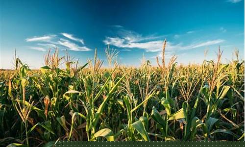 玉米期货直播在哪看(玉米期货直播在哪看啊)_创业板_第1张_财经网 玉米期货直播在哪看(玉米期货直播在哪看啊)_https://www.wanyuyiyao.com_创业板_第1张